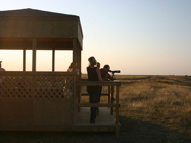 Male hiker viewing birds in wetland